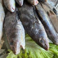 imagem PESCADA PAPA TERRA