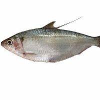 imagem Sardinha laje fresca  kg
