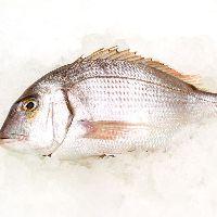 imagem Pargo  Kg