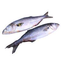 imagem Anchova Kg 