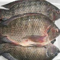 imagem tilapia