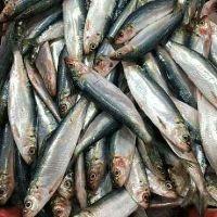 imagem Sardinha Maromba Kg 