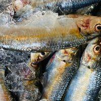 imagem SARDINHA