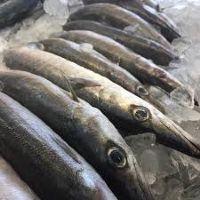 imagem Pescada Bicuda kg