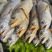 imagem PESCADINHA VERDADEIRA (