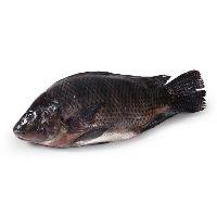 imagem Tilapia Inteira kg