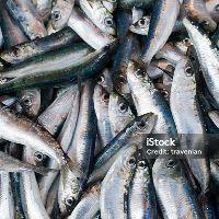 imagem Promoção sardinha acima 3kg cada kilo sai a 7,99k