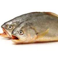 imagem Corvina
