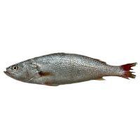 imagem Pescada Maria Kg