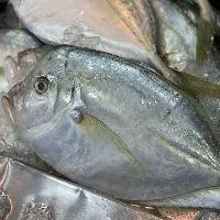 imagem Peixe Galo Kg