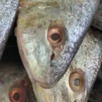imagem corvina