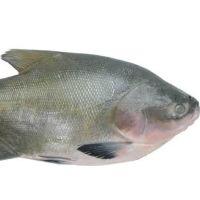 imagem Tambaqui kg
