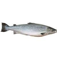 imagem Salmão inteiro Kg