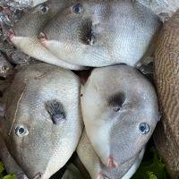 imagem Peroá (Peixe Porco) 