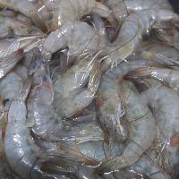 imagem Camarão graudo  levando acima de 3kg Cada Kg sai a R$ 44,99