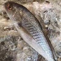 imagem Corvina kg