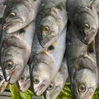 imagem ANCHOVA