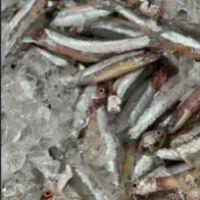 imagem Manjubinha Kg
