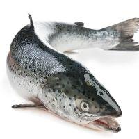 imagem Salmão 