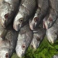imagem CORVINA DE LINHA 