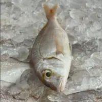 imagem Pargo Kg