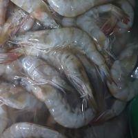 imagem Camarão medio levando acima de 3kg Cada Kg sai a R$ 34,99